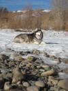 Raina LOVES this nice weather, snow is her friend!