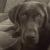 Winston