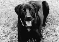 Maggie