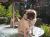 Jocko