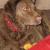 Chessie