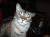 Lilli