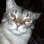 Lilli