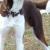 Griffin