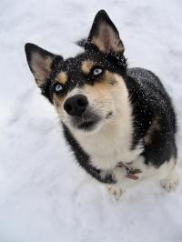 Takoda
