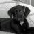 Scout