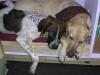 Best buddies hangin' out at Muttz N' Stuff