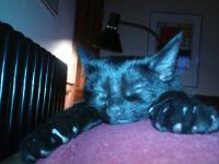 Harpo