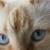 Peaches