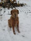 I can chase rabbits AND sit pretty.