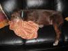 Ahhhh, my mom's brand new couch