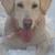 Sterling - AKC - Rock Town's Ladies Man