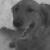 Sadie