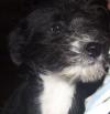 The pic on Petfinder that drew me to her.  I could not resist this cute face.  She was probably about 4 months here.