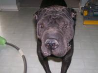 Emmett