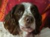 FLINTSTONE NO 1. Barney 13yr old springer