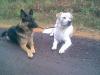 jertson and spook, just before they chase after a squirl on the road to the cabin, they have to work together as they are tide to each other