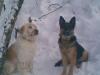 jertson and spooky with me, helping building the lean to (they pull the branches and things)