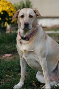 Lucy