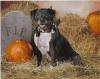 Abby... Halloween 08'..If you look really close you can see she has 2 teeth missing in the front!!!!!