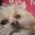 Izzy