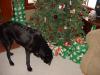 Sniffing out his puppy treats at Christmas in Allen Park, MI