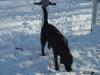 Frolicking in the snow when we lived in MI