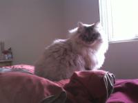 "Maggie"  Archibald Sweet Magnolia