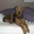 Zeek