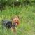 Bailey