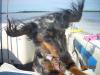 Silly dog loves the boat and fishing