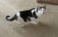 Feistybug 