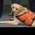 Bosley