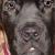 Phoebe