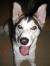 Koda