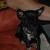 Sawyer
