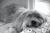 McDuff
