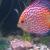 Kerry's Fish Tank