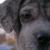 Maybelle