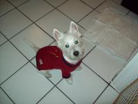 Winston