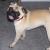 Pugsley
