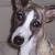 Sadie