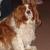 Archie