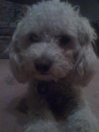 Luc