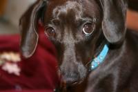 Daisy