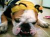 bumble bee my butt, how about you wear it.