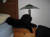 Maxie
