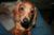 Sadie