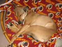 Kodie