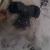 Choupette 